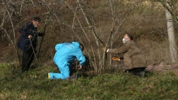 Kocaeli'de fındık rekoltesi ıslah çalışmalarıyla artırılacak