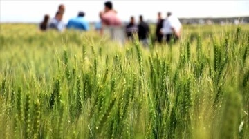 Konya'da kuraklığa dayanıklı hububat tanıtımı yapıldı