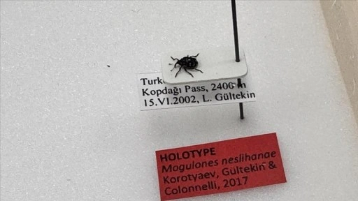 Kop Dağı'nda keşfettiği böceği meslektaşı eşinin adıyla literatüre kazandırdı