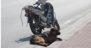 Köpeği motosiklete bağlayıp sürüklediler