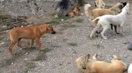 Köpeklerin saldırısına uğrayan kişi ağır yaralandı