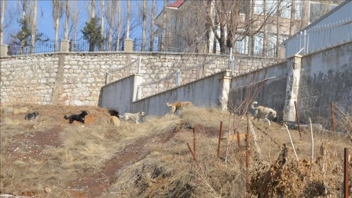 Köpeklerin saldırısında ölen çocuğun komşuları, sokakların güvenli olmasını istiyor