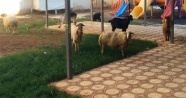 Koyun koyuna yolculuk