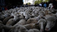 Koyunlar şehre indi