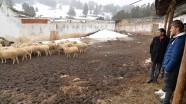Koyunları &#039;sertifikalı çobanlar&#039; güdecek