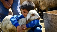 Koyunları telef olan ailenin hüznü sevince döndü