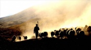 Küçükbaş hayvancılıkta sürü büyütmeye ve çoban istihdamına 239,5 milyon lira destek