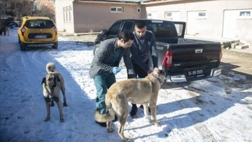 Kuduz karantinasına alınan Tunceli’nin Hozat ilçesinde aşı çalışmaları sürüyor