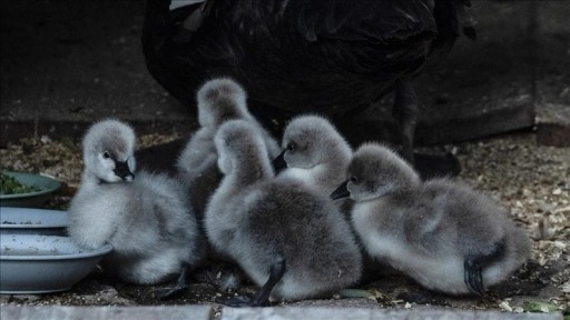 Kuğulu Park'ta 5 kuğu yavrusu dünyaya geldi