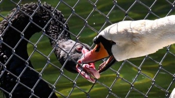 Kuğulu Park'ta kavga eden kuğular tel örgüyle ayrıldı