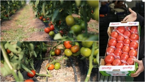 Kumluca ve Finike'nin domateslerini "dünya" tadıyor