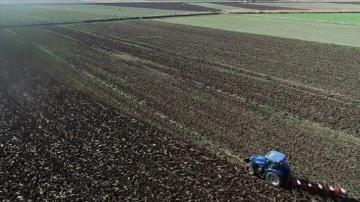 Kuraklıktan rekoltesi düşen tescilli Çanakkale domatesinin üreticisi yeni yıldan umutlu