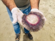 Kuşadası'nda kıyıya vuran ölü denizanaları incelemeye alındı