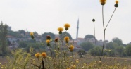 Kuşadası tüllüşahının yetiştiği yeni bir alan bulundu