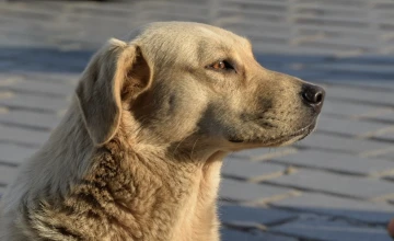 Kuşatılan köpekler! -Hande Ustamahmut yazdı-