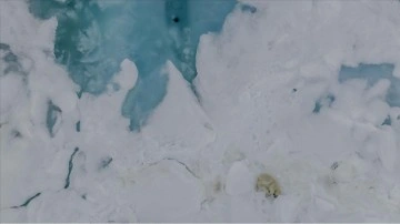 Kutup ayılarının eriyen dünyası "Kuzey Kutbu"