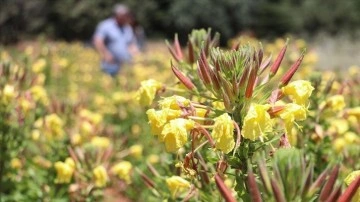 Kuzey Amerika bitkisi 'Oenothera biennis' Güneydoğu'da sözleşmeli tarımla yetiştirilecek