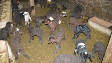 Kuzu doğumları kışın zorlu geçtiği Erzurum kırsalındaki besicileri sevindirdi
