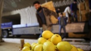 Limon ağacı bulunmayan beldeden yılda 4 milyon sandık limon pazara sürülüyor
