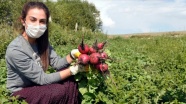 Liseli Nazlıcan okulda, bahçede ve pazardaki çalışmalarıyla ailesinin gururu oluyor
