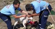 Mahsur kalan keçiyi itfaiye kurtardı