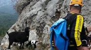 Mahsur kaldığı kayalıkta doğuran keçi ve yavrusu kurtarıldı