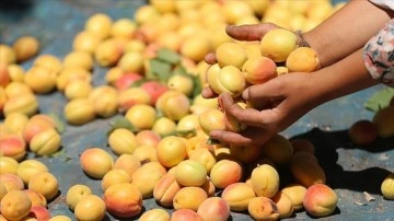 Malatya, kayısıda hedeflenen rekolteyi yakalamak istiyor