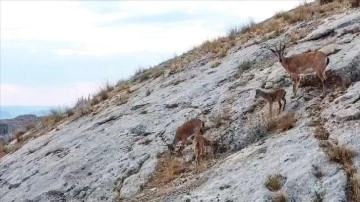 Malatya'da dağ keçileri dronla görüntülendi