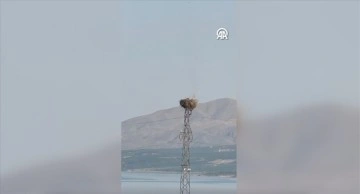 Malatya'da leylek yuvasının yanma anı cep telefonu kamerasıyla kaydedildi