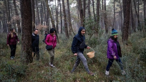 Mantar türlerini keşfetmek için ormanlarda maceraya çıkıyorlar