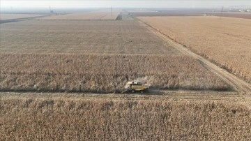 Mardin Ovası'nda biçerdöverler 2 milyon ton mısır rekoltesi için çalışıyor