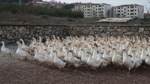 Marketini satarak başladığı yetiştiricilikte kazlarının sayısı 3 bini geçti