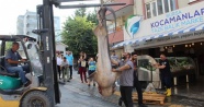 Marmara'dan 2 köpek balığı çıktı