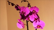 Marmaris'in orkideleri ile biyoçeşitliliğe dikkat çekilecek
