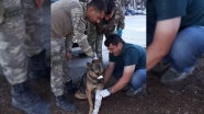 Mehmetçikten Rasulayn&#039;da yaralı köpeğe şefkat eli
