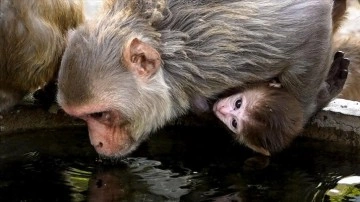 Meksika'da aşırı sıcaklar nedeniyle ölen "uluyan maymunlar"ın sayısı 250'ye yakl