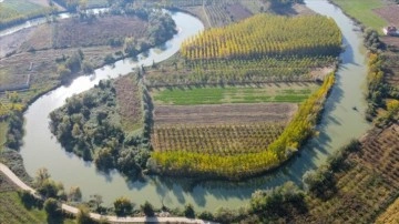 Melen Çayı çevresindeki ağaçlar hazan renkleriyle Sakarya'ya güzellik kattı