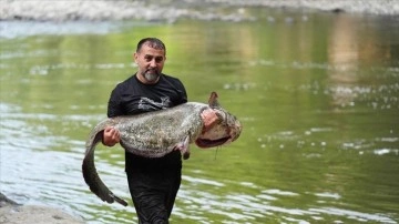 Melen Çayı'nda avlanan amatör balıkçının oltasına 52 kilogramlık yayın takıldı