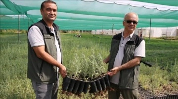 Mera hayvancılığında et ve süt verimini artıran tuz çalısı Eskişehir'de üretiliyor