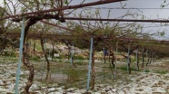 Mersin'de etkili olan dolu tarım alanlarına zarar verdi