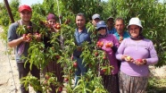 Mersin'de nektarin hasadı başladı