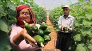Mersin'de salatalık hasadı 'buruk' başladı