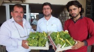 Mersin'de üzüm hasadı başladı