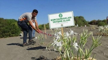 Mersin'de sahilde çiçek açan ve koparılması yasak olan zambaklara sıkı koruma