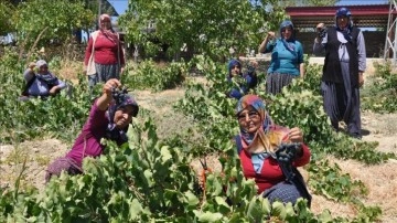 Mersin'de üzüm üreticisinin hasat mesaisi başladı