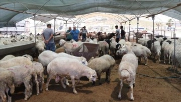 Mersin'deki hayvan pazarlarında bayram hareketliliği başladı