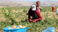 'Mevsimlik tarım işçileri' için geçici yerleşim alanları oluşturulacak