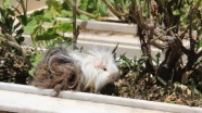 Mezarlıkta yaralı 'guinea pig' bulundu