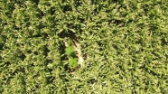 Mısır tarlaları arasına ekilmiş kenevirler drone ile tespit edildi