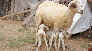 Muğla&#039;da bir koyunun tek batında 7 kuzu doğurması şaşırttı